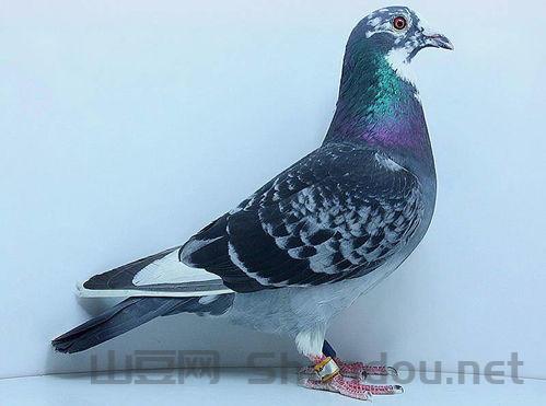 中国最纯赛鸽，中国最牛的赛鸽公棚