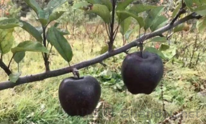 世界上最黑的黑橙子，世界上最黑的树