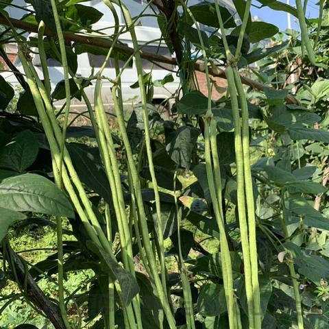 世界上最粗的豇豆，最长的豇豆