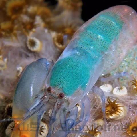 世界上最稀有的水母，世界最罕见的水母图片