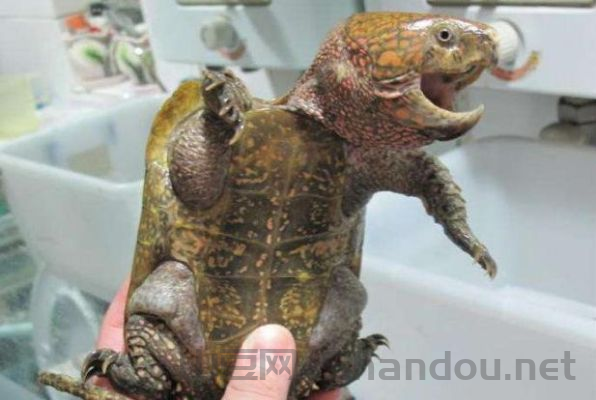 世界上最凶乌龟排名，世界上最凶乌龟排名前十