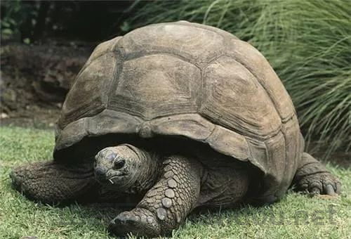 世界上最凶乌龟排名,世界上最凶乌龟排名前十