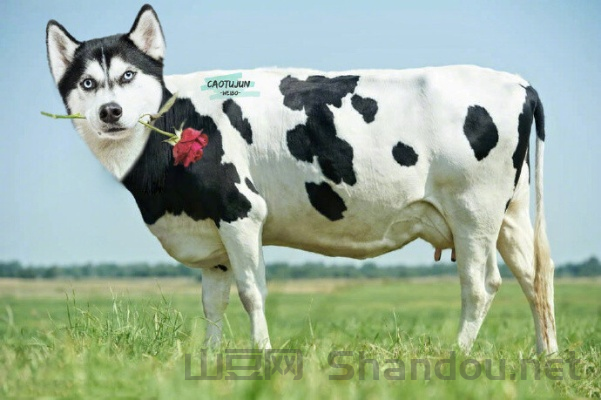 世界上最幸福的牛，世界上最幸福哈士奇