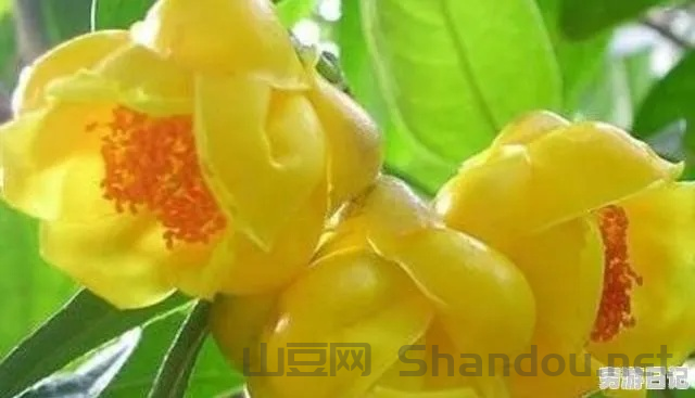 中国最珍贵的植物是什么，中国最珍稀的花