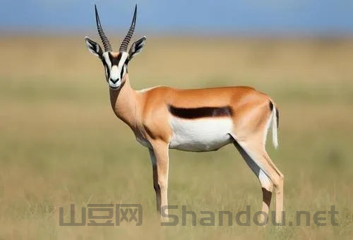 梦见擦窗户框，中国最淡定的羚羊图片