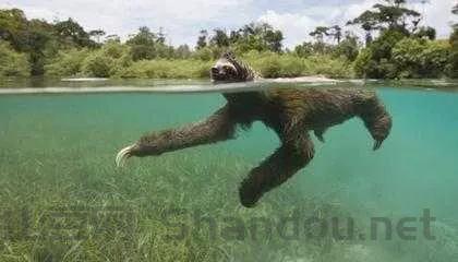 世界上最繁衍的种族，繁衍最多的生物