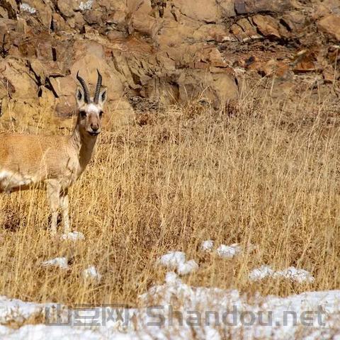 世界野生旅行者排名前十的有哪些，世界野生旅行者排名前十