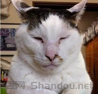 世界前十丑猫，世界前十丑猫图片