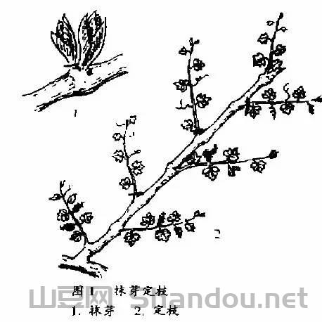 爬藤植物十大排名，爬藤植物十大排名榜