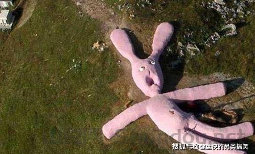 世界上最可爱兔子，世界上最粉兔子