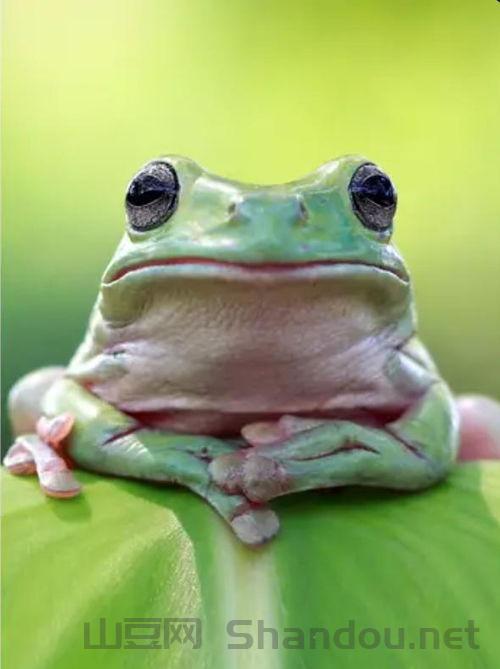 世界上最帅的宠物，世界上最帅的蛙类排名前十