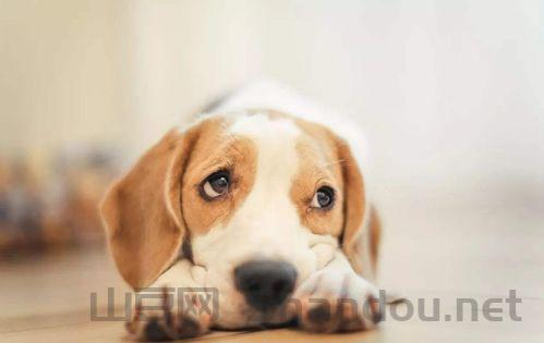 河南省犬舍，河南省犬比赛时间