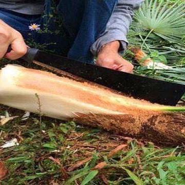 中国最珍贵美食,中国最珍贵美食排名