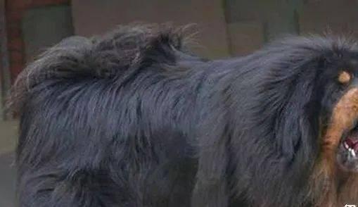 全中国最凶猛的野兽排名，全中国最凶猛的野兽