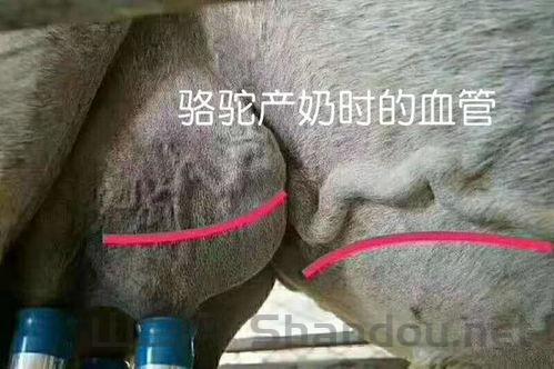 世界上最昂贵的牛奶,世界上最昂贵的牛