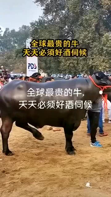 世界上最昂贵的牛奶,世界上最昂贵的牛
