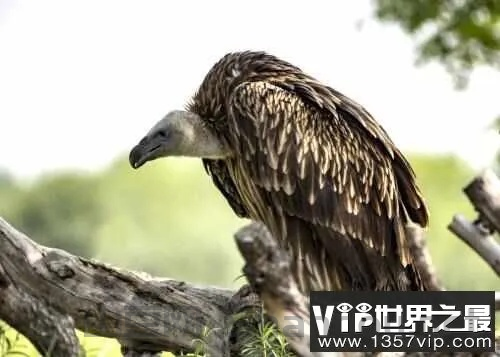世界上最耻辱的动物,世界上最耻辱的动物是什么