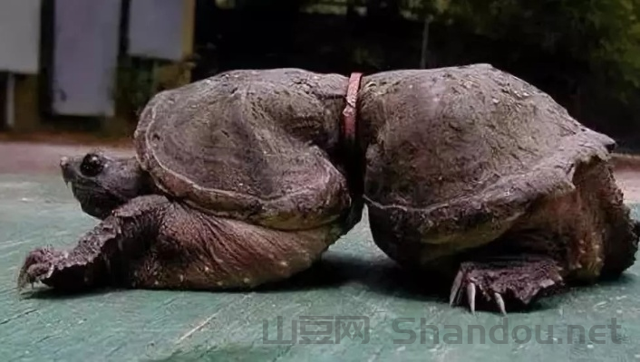 世界上最耻辱的动物,世界上最耻辱的动物是什么