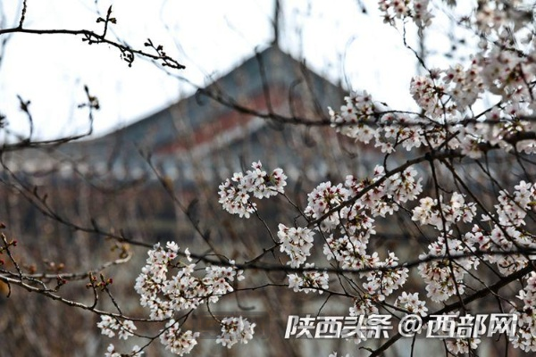 包含春满中国最西安的词条