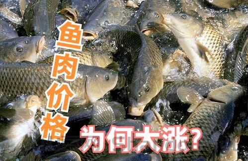 浦鱼器多少钱一台，朴鱼器十大排名