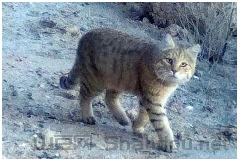 中国最荒漠的猫图片大全，中国最荒漠的猫图片