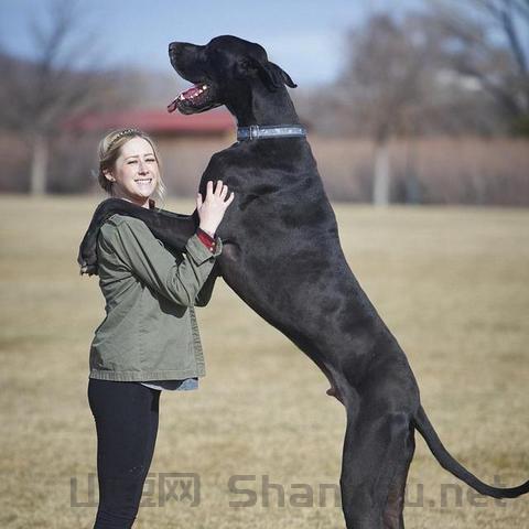世界前十巨型犬排名图片,世界前十巨型犬排名图片大全
