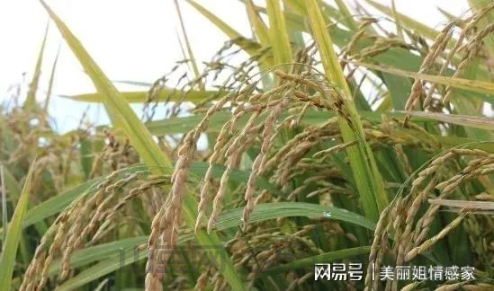 中国最贵的水稻,中国最珍稀稻米