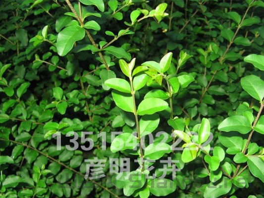 水蜡排行榜，水蜡十大排名直播