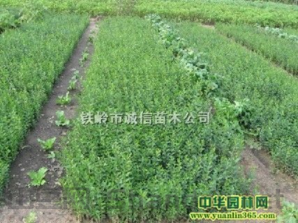 水蜡排行榜,水蜡十大排名直播