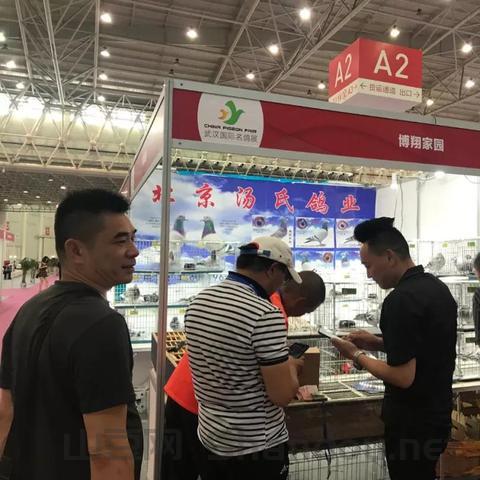 武汉赛鸽比赛时间，武汉赛鸽比赛时间表