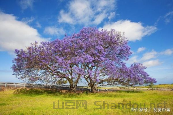 世界上最仙气的花,世界上最仙的树林
