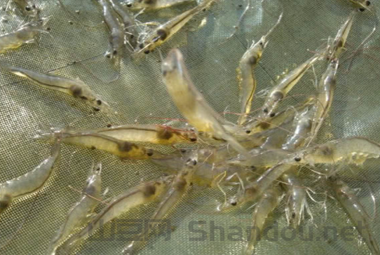 白虾苗十大排名，白虾苗十大排名品种