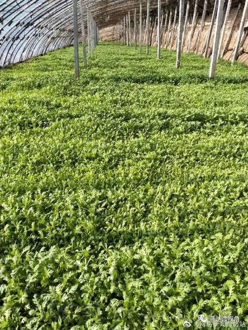 疫情大棚蔬菜怎么处理，疫情大棚蔬菜