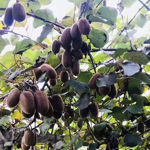 果树膨大剂十大排名图片,果树膨大剂十大排名
