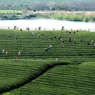 中国最北茶园，中国最北茶园排名