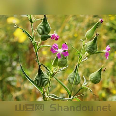 中国最特殊的草是什么草，中国最特殊的草