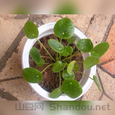 中国最特殊的草是什么草,中国最特殊的草