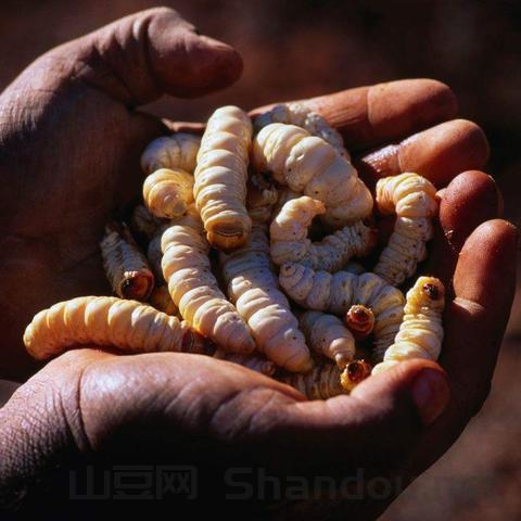 全世界最臭食品排名前十名，全世界最臭食品排名前十