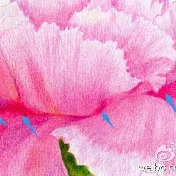 世界上最漂亮康乃馨花,世界上最漂亮康乃馨花朵