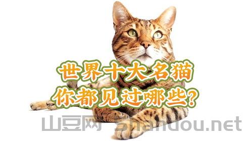 世界名猫前十名,世界名猫前十