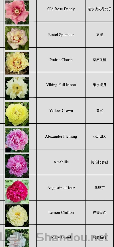 世界鲜花品牌排名榜前十，世界鲜花品牌排名榜前十名
