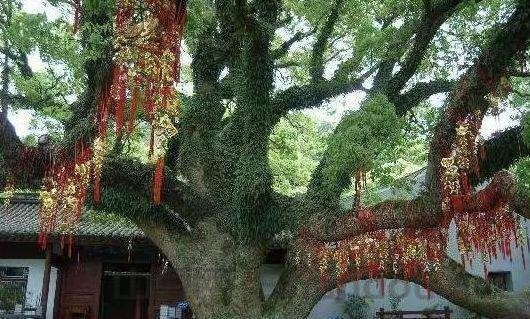 中国最狠毒的树木，中国最狠毒的树木排名