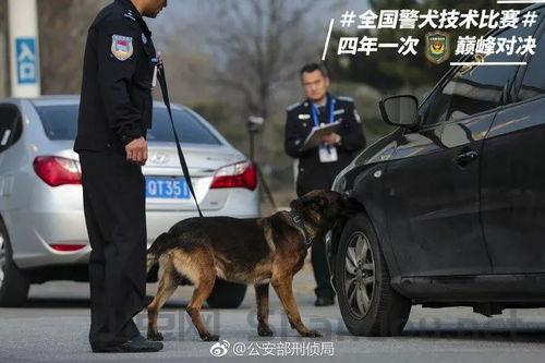 中国最帅警犬视频大全，中国最帅警犬视频