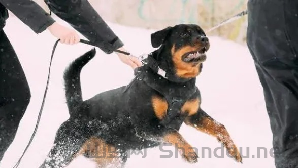 防暴犬十大排名品种,防暴犬十大排名品种图片