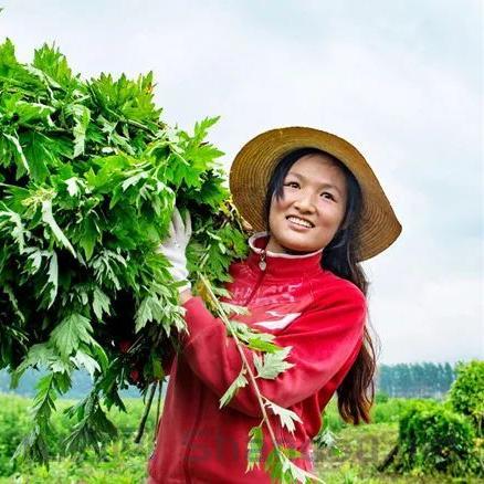 艾草产业十大排名,艾草产业十大排名榜