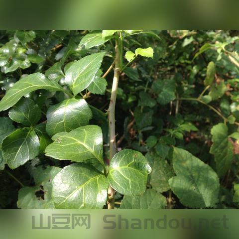 世界上最苦的蔬菜,世界上最苦的蔬菜有哪些