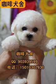 世界纯种比熊排名前十，纯种比熊犬长什么样
