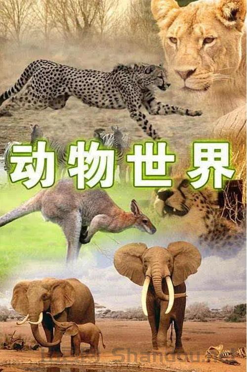 世界大陆动物排名前十,世界大陆动物排名前十名