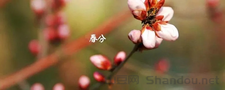 春分适逢疫情,春分到了意味着什么
