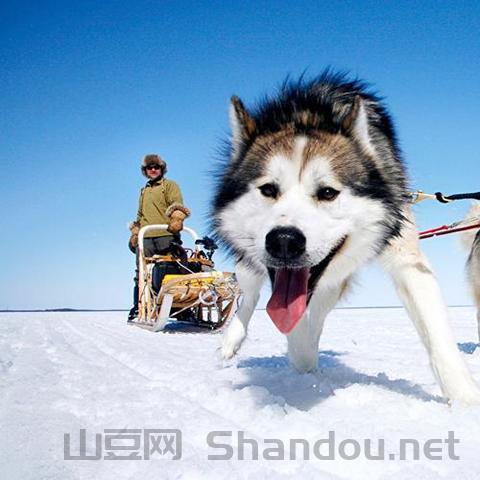 大型狼犬十大排名图片,大型狼犬十大排名
